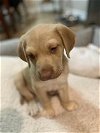 adoptable Dog in weatherford, TX named Sara