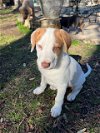 adoptable Dog in weatherford, TX named Otis