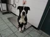 ENZO - Pit Bull Terrier available for adoption