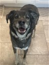 adoptable Dog in weatherford, TX named Scarlett