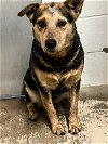 adoptable Dog in weatherford, tx, TX named Coco
