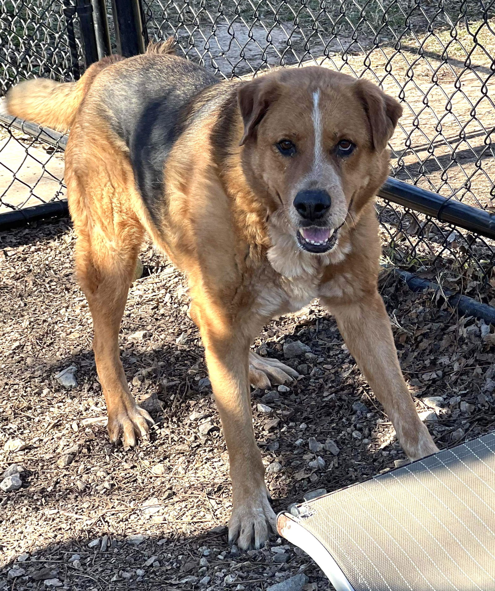 adoptable Dog in Weatherford, TX named Gusto 2