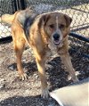 adoptable Dog in weatherford, TX named Gusto 2