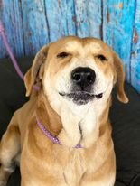 adoptable Dog in Weatherford, TX named Bear