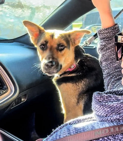 DARCIE - German Shepherd Dog available for adoption
