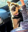 Darcie - Photo 4