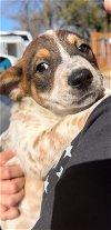 adoptable Dog in weatherford, TX named Piglet