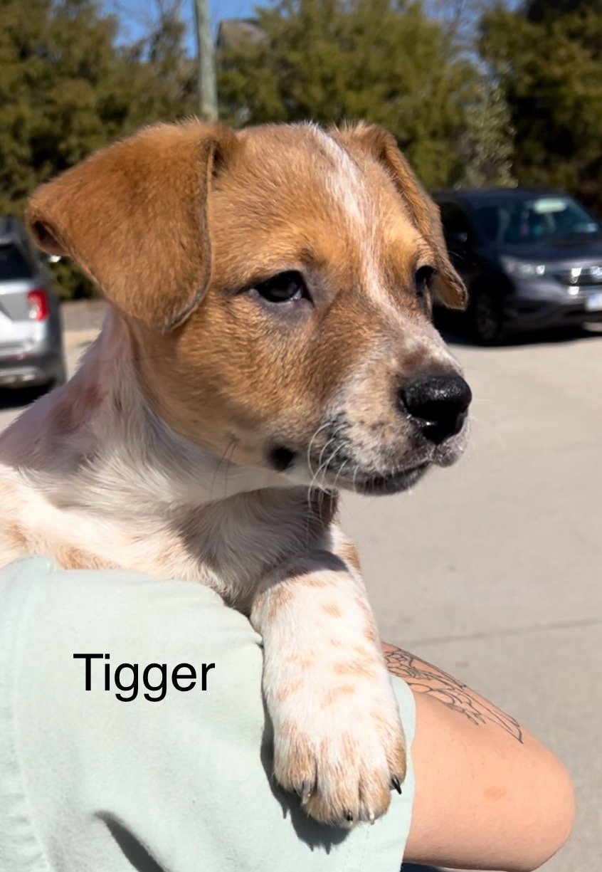 adoptable Dog in Weatherford, TX named Tigger