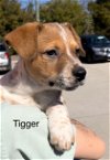 adoptable Dog in weatherford, TX named Tigger