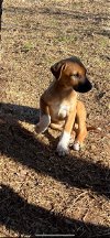 adoptable Dog in weatherford, TX named Simba