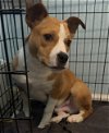 adoptable Dog in weatherford, TX named Galveston