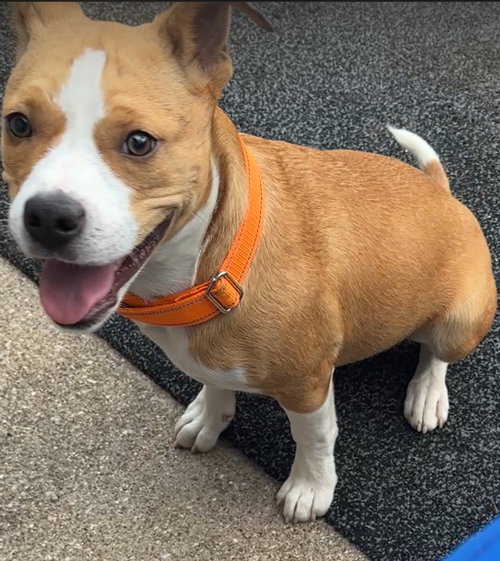 GALVESTON - Terrier available for adoption