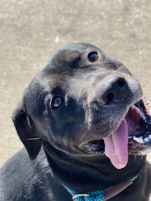 AUTUMN - Labrador Retriever available for adoption