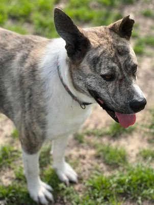 adoptable Dog in Weatherford, TX named Phoenix