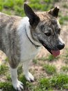 adoptable Dog in weatherford, TX named Phoenix