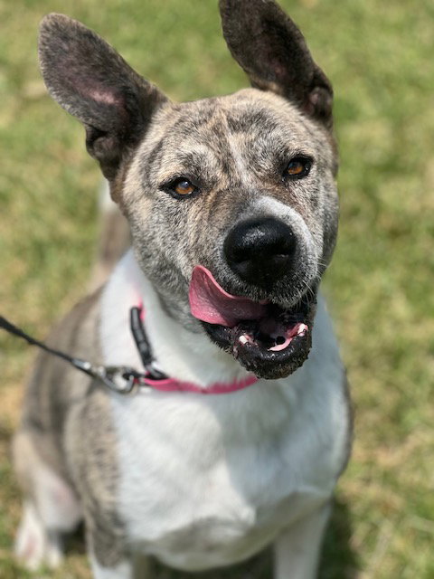 PHOENIX - Mastiff available for adoption