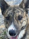 adoptable Dog in weatherford, tx, TX named Commando
