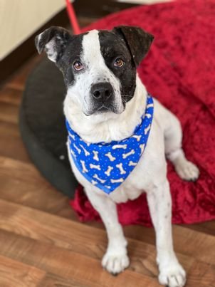 adoptable Dog in Weatherford, TX named Blue