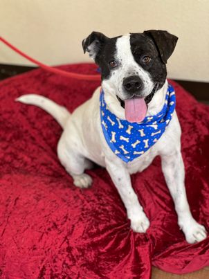 BLUE - Pit Bull Terrier available for adoption