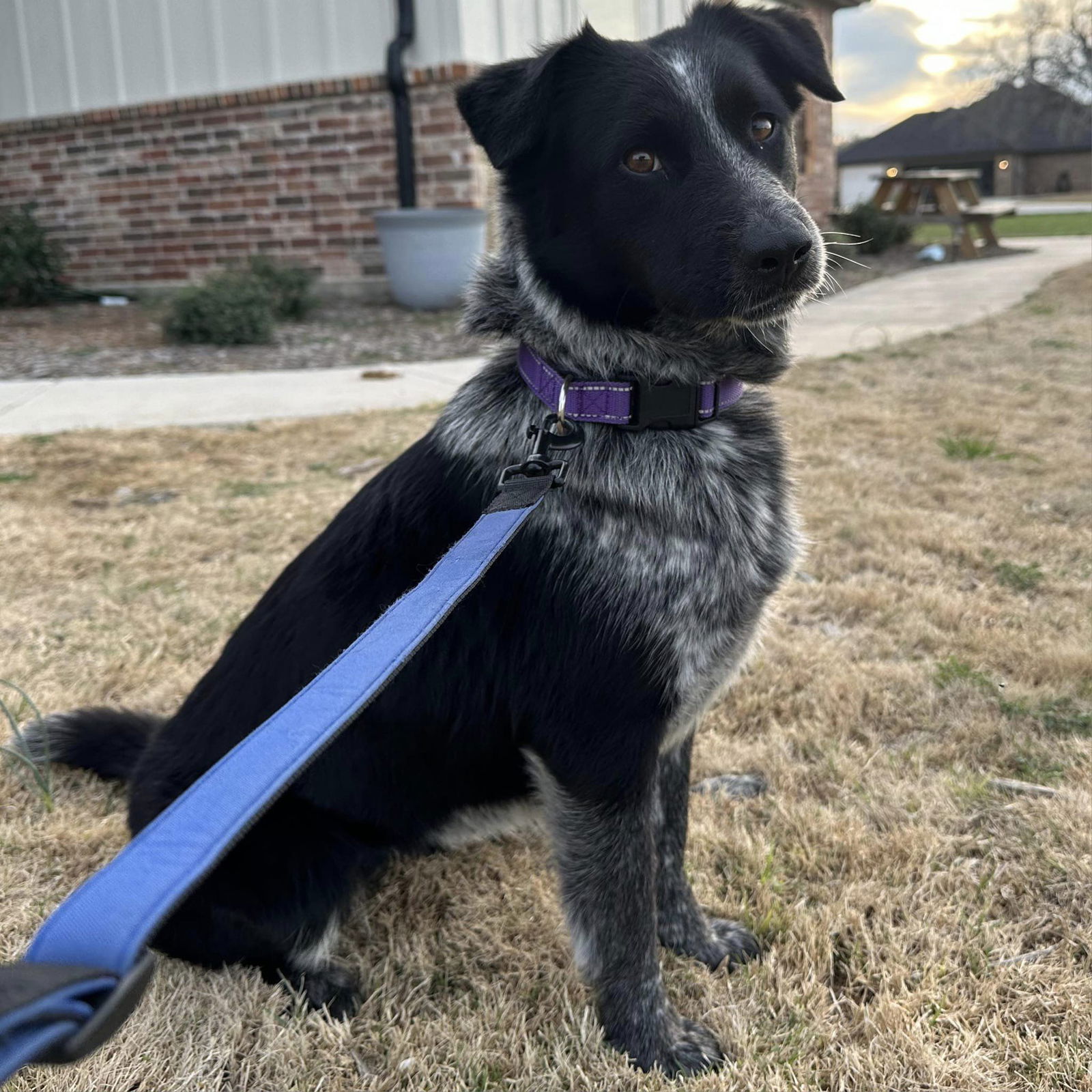 adoptable Dog in Weatherford, TX named Coco 2