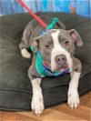 adoptable Dog in weatherford, TX named Dottie