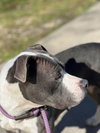 Dottie - Photo 2
