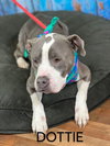 Dottie - Photo 3