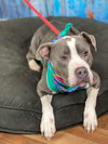 Dottie - Photo 4
