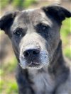 adoptable Dog in weatherford, TX named Houston