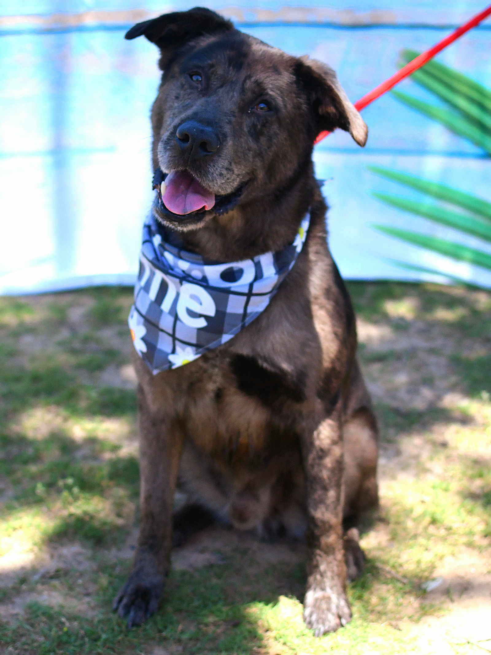 adoptable Dog in Weatherford, TX named Houston