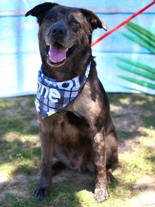 HOUSTON - Catahoula Leopard Dog available for adoption