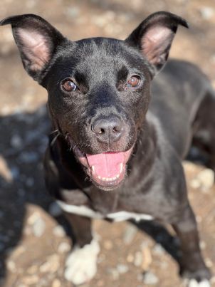 adoptable Dog in Weatherford, TX named Hope