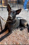 adoptable Dog in  named Apache