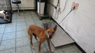 adoptable Dog in Weatherford, TX named Rufus