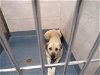 adoptable Dog in weatherford, TX named Journey