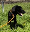 adoptable Dog in weatherford, TX named Oat