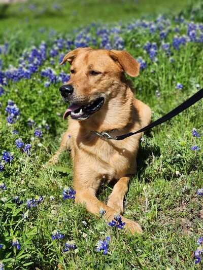 adoptable Dog in Weatherford, TX named Kylo