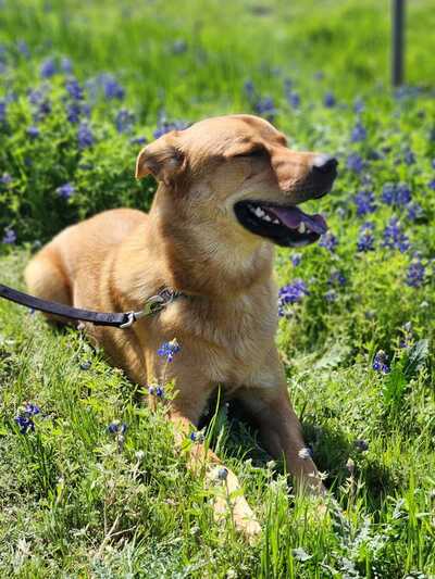 KYLO - Husky / Great Pyrenees available for adoption