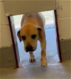 adoptable Dog in weatherford, TX named Madison