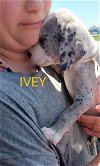 adoptable Dog in  named Ivey
