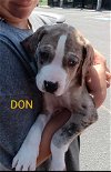 adoptable Dog in  named Don