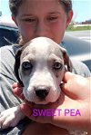 adoptable Dog in weatherford, TX named Sweet Pea