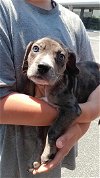 adoptable Dog in weatherford, TX named Brownie
