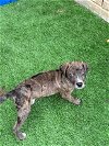 adoptable Dog in  named Brownie
