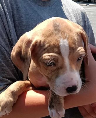 adoptable Dog in Weatherford, TX named Toonie