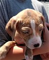 adoptable Dog in weatherford, TX named Toonie