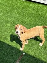 adoptable Dog in Weatherford, TX named Toonie