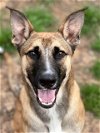 adoptable Dog in  named Bliss