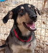 adoptable Dog in  named Ripp