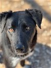 adoptable Dog in weatherford, TX named MAX
